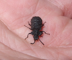 Goniadera quadrinodosa