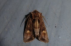 Ichneutica insignis