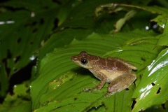 Staurois tuberilinguis