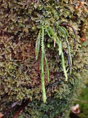 Stenogrammitis saffordii