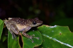 Staurois tuberilinguis