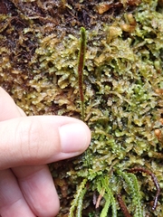 Stenogrammitis saffordii