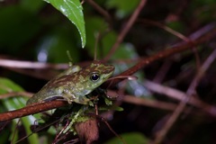 Staurois tuberilinguis