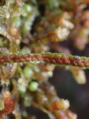 Stenogrammitis saffordii