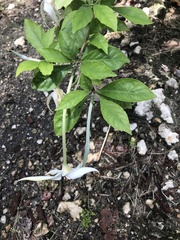 Rosenbergiodendron formosum