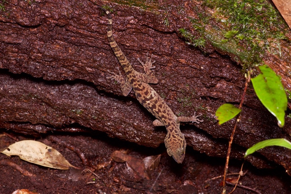 Hikida's Bow-Fingered Gecko