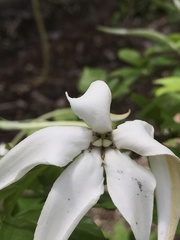 Rosenbergiodendron formosum