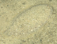 Aseraggodes lenisquamis