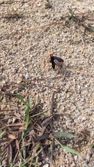Leptodialepis bipartitus