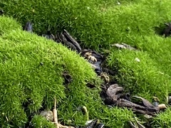Bryophyta