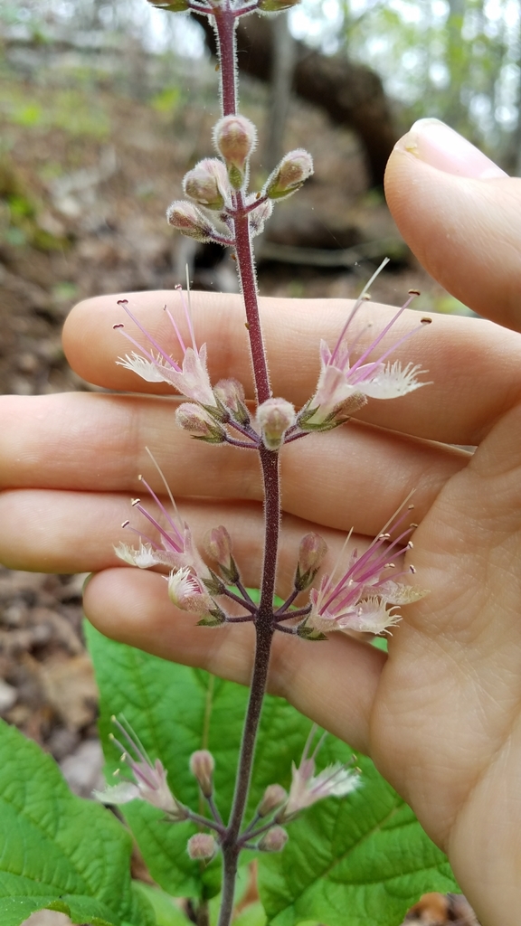 whorled horse-balm