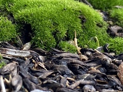 Bryophyta