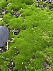 Bryophyta