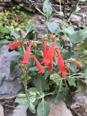 Penstemon havardii