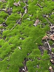 Bryophyta