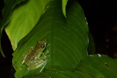 Staurois tuberilinguis