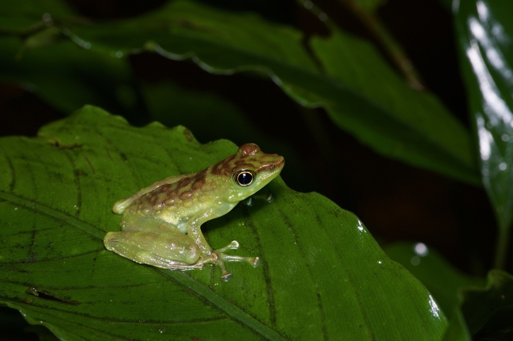 Green-spotted Foot-flagging Frog
