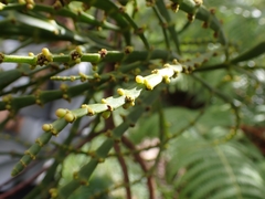 Korthalsella complanata