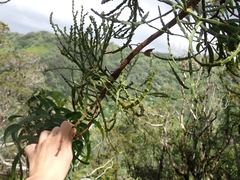 Korthalsella complanata