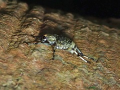 Habrissus fasciatus