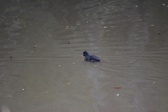 Porphyriops melanops