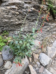 Penstemon havardii