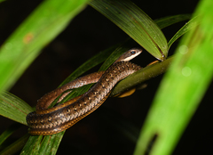 Dendrophidion percarinatum