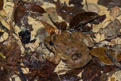 Limnonectes conspicillatus