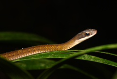 Dendrophidion percarinatum