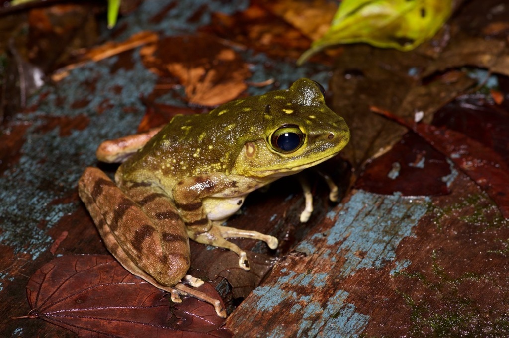 Kiau Borneo Frog
