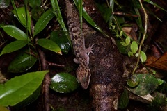 Cyrtodactylus matsuii