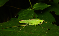 Copiphora brevirostris