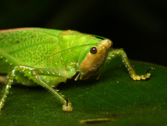 Copiphora brevirostris