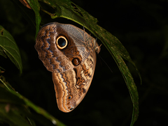 Caligo illioneus