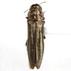Agrilus bespencus