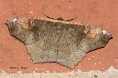 Paragonia cruraria