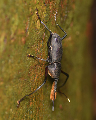 Rhinostomus barbirostris image