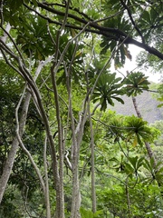 Ficus pseudopalma