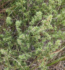 Salsola kali kali
