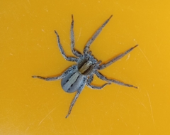 Centroctenus brevipes