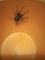 Centroctenus brevipes