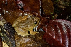 Limnonectes conspicillatus