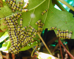Neoalbertia constans