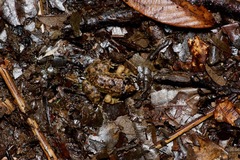 Limnonectes conspicillatus