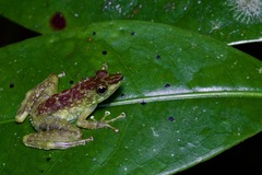 Staurois tuberilinguis