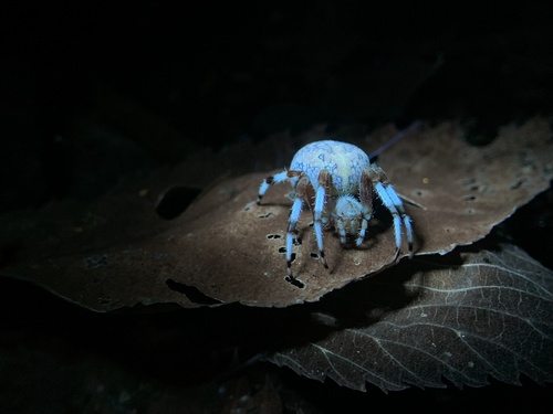 Marbled orbweaver