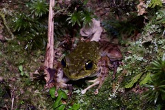 Meristogenys kinabaluensis