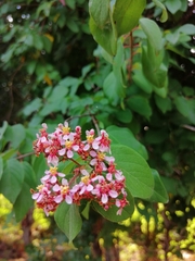 Heteropterys brachiata