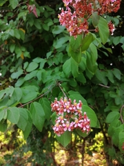 Heteropterys brachiata