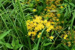 Hypericum adpressum